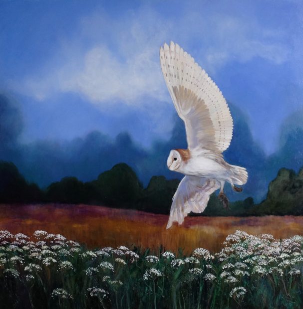 A barn owl soaring over a field of white flowers under a blue sky.